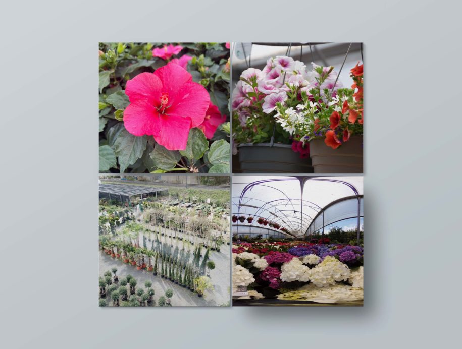 Maisonléon - Social Média - Les Serres Caladoises - Arnas - Gleizé - Villefranche sur Saône - Jardinerie